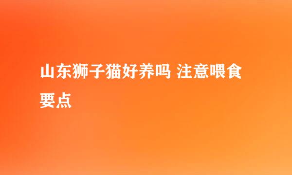 山东狮子猫好养吗 注意喂食要点