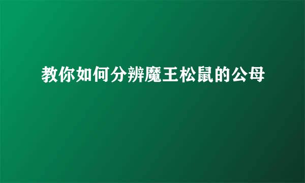 教你如何分辨魔王松鼠的公母