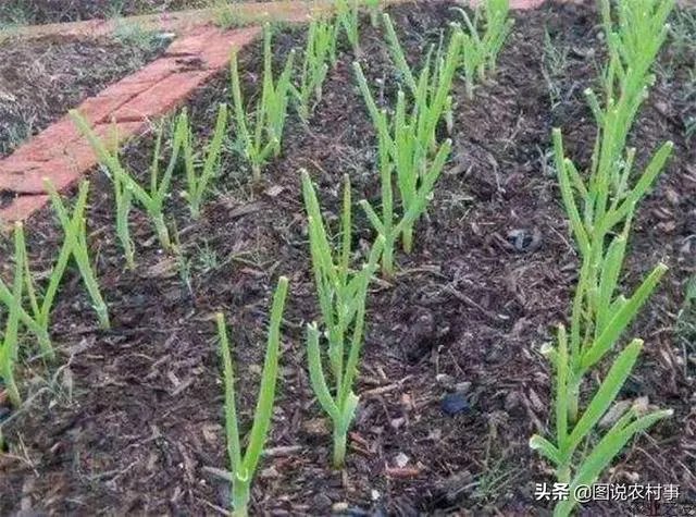 大蒜种植用什么肥料?