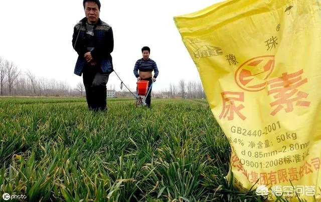 大蒜种植用什么肥料?