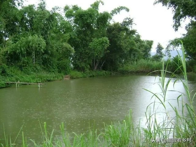 雨后池塘水浑浊怎么处理?