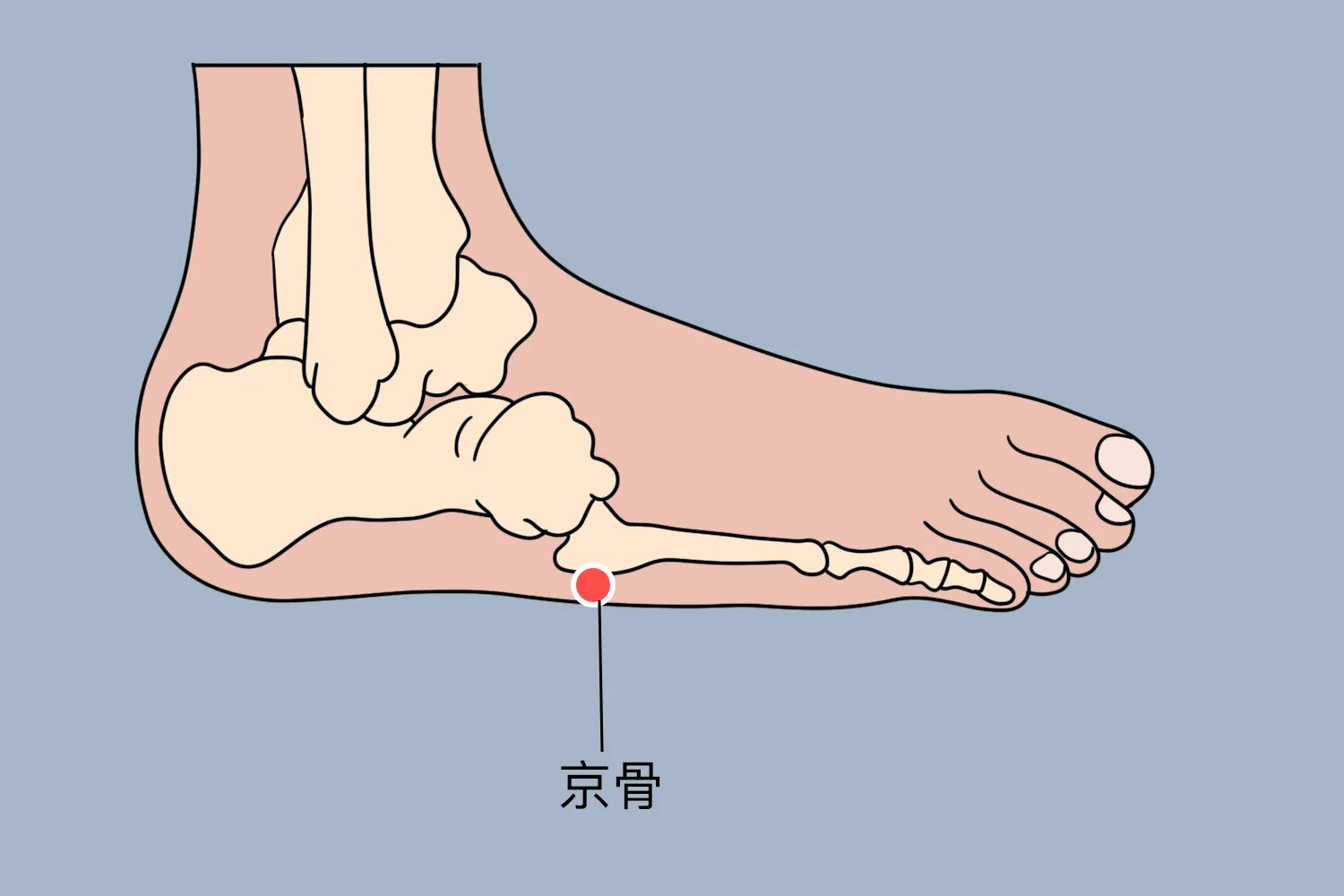 京骨的准确位置图