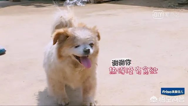 邓莎家的大麟子你们喜欢吗?