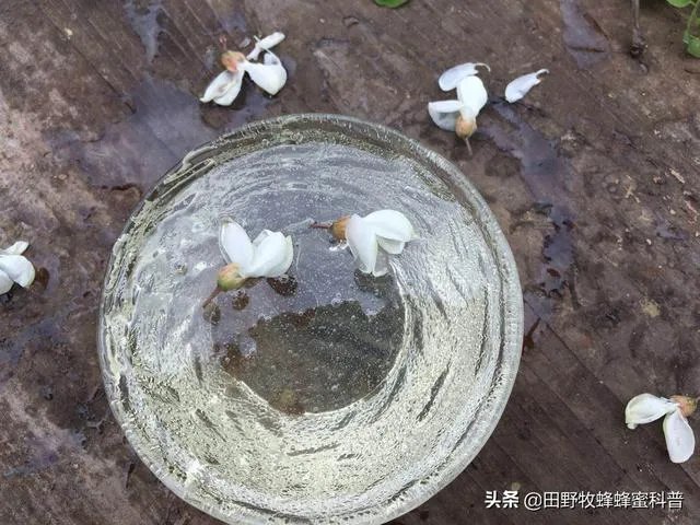 桂花蜜的制作方法?