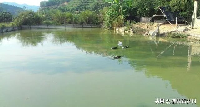 雨后池塘水浑浊怎么处理?