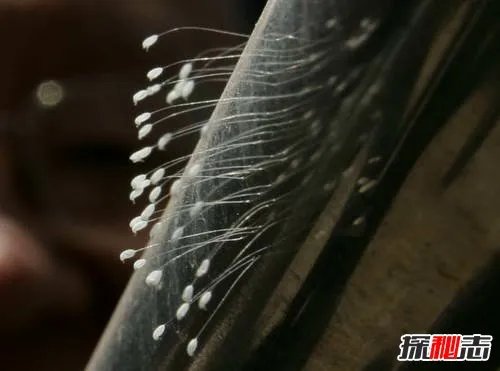 世界上最稀有的花:优昙婆罗花3000年开花(无根无茎)