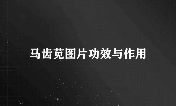 马齿苋图片功效与作用