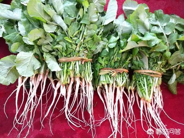 怎样腌酸菜？
