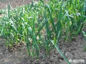 大蒜种植用什么肥料?
