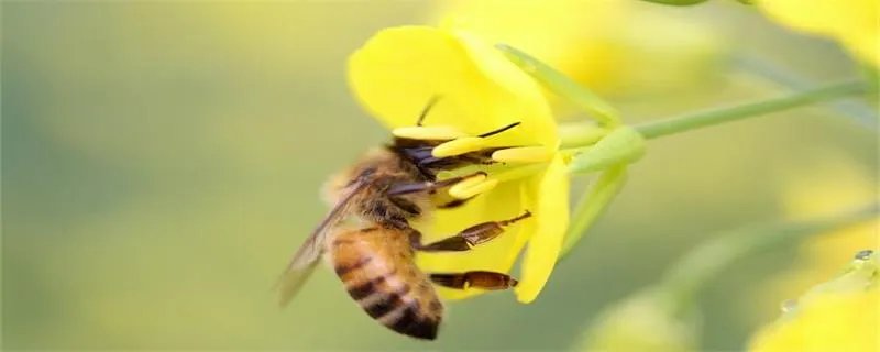蜜蜂养殖技术