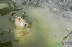 阴天怎么钓鱼?阴天钓鱼技巧