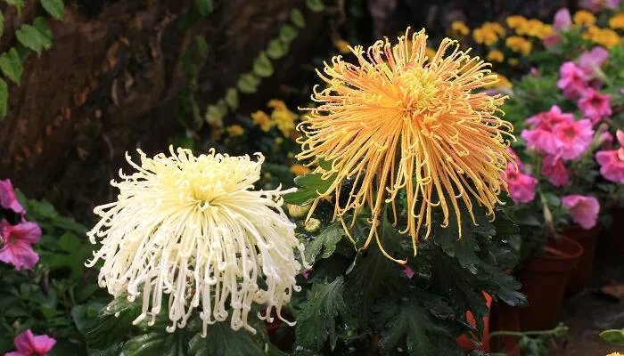 9月开什么花 9月开花的有哪些