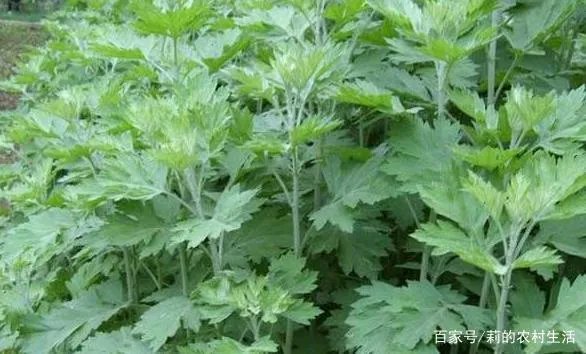艾草的种植前景怎么样?种植艾草每年每亩的利润是多?