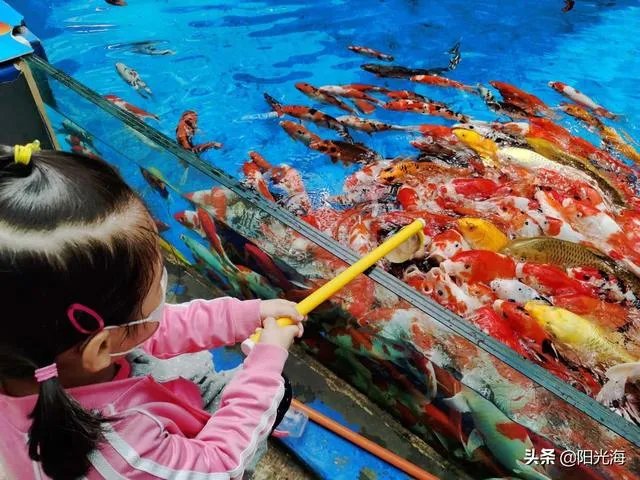 日照海洋公园门票多少钱?里边好玩吗?