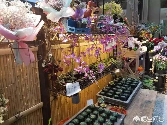 自驾游,你遇到过艳遇吗?哪里的景区才能遇到?