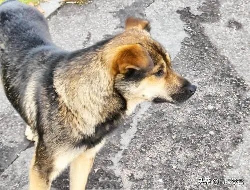 农业农村部征求意见:狗为伴侣动物拟禁食。你怎么看?
