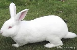 种兔该怎么养殖?