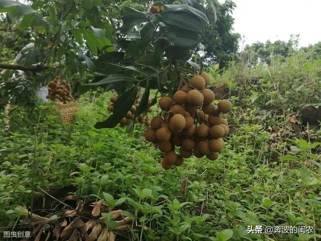 中国最出名的龙眼产地是哪里