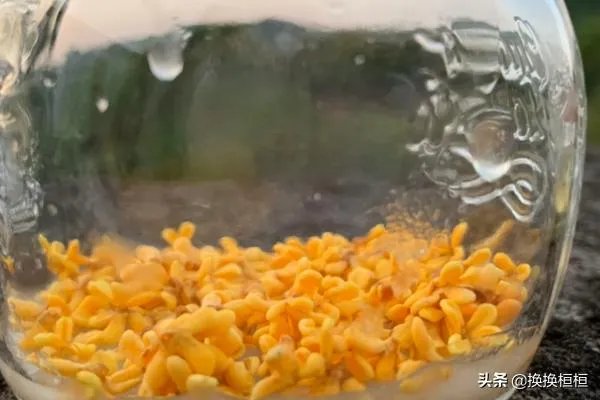 桂花蜜的制作方法?