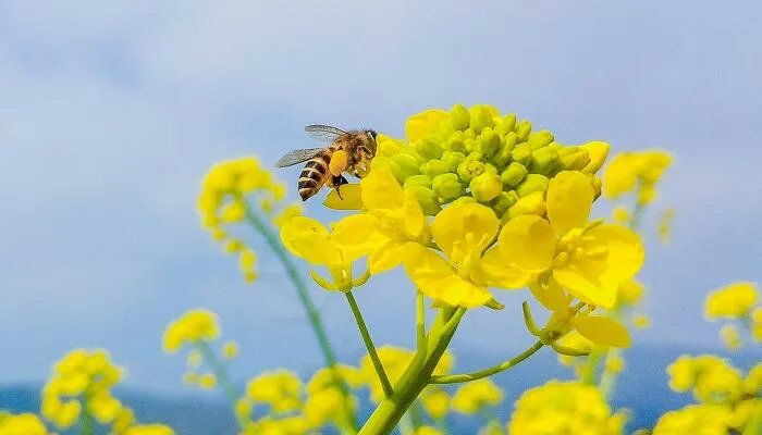 蜜蜂养殖技术
