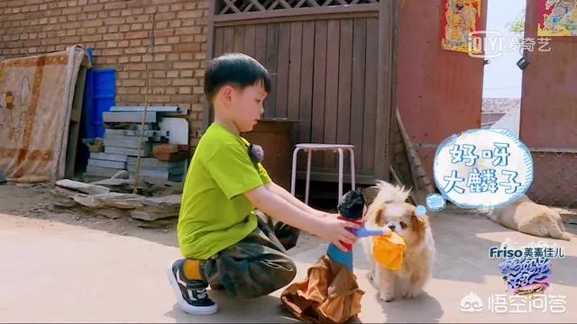 邓莎家的大麟子你们喜欢吗?