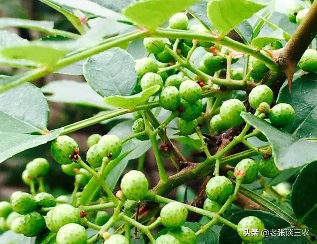 种花椒前景如何?