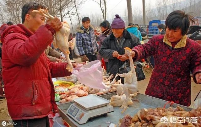 大家就最近几年来看,蛋鸡价格上涨周期是哪几年?
