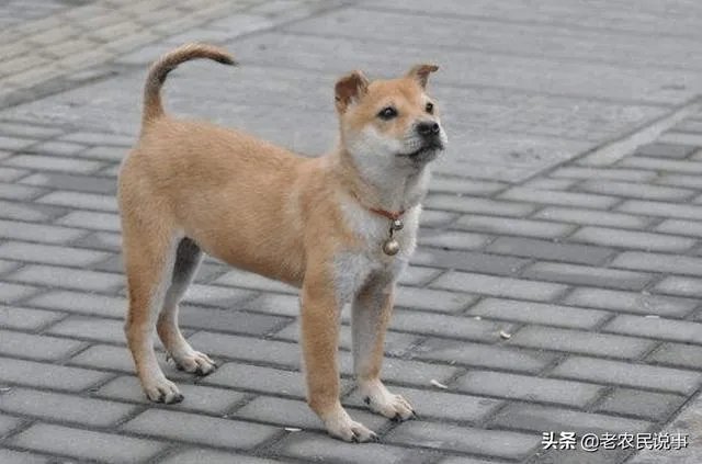 农业农村部征求意见:狗为伴侣动物拟禁食。你怎么看?