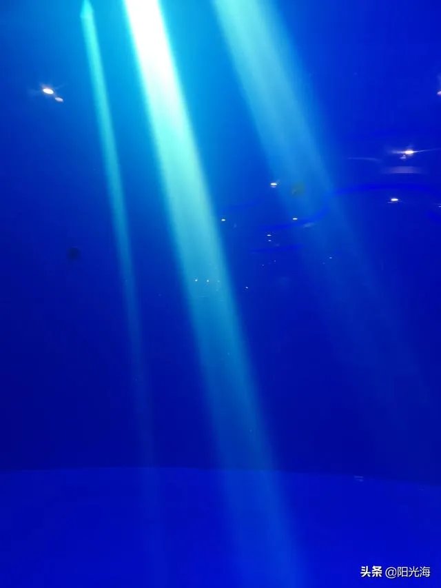 日照海洋公园门票多少钱?里边好玩吗?
