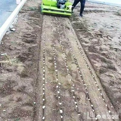 大蒜种植用什么肥料?