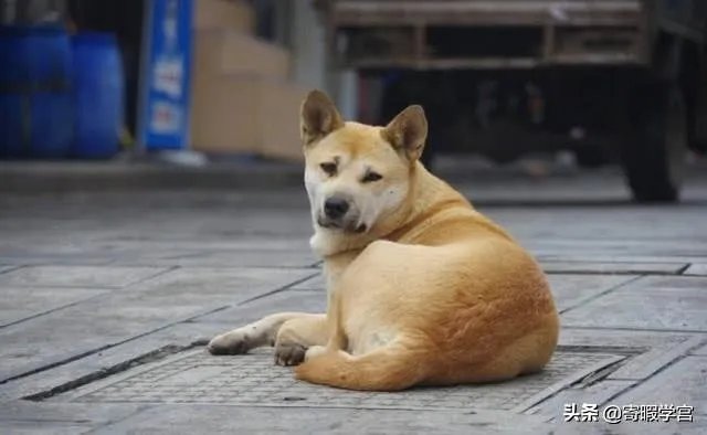 农业农村部征求意见:狗为伴侣动物拟禁食。你怎么看?