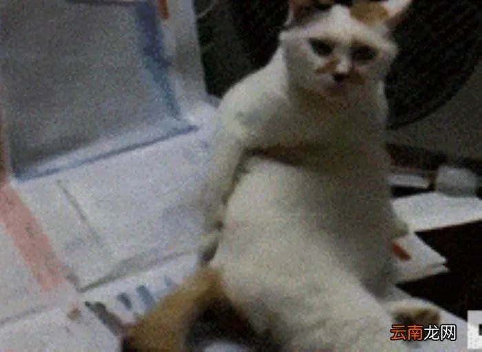 史上超级爆笑动态图 搞笑图片笑死人动态