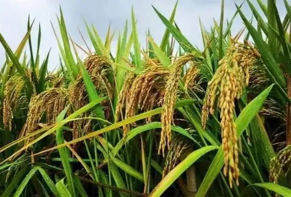 今年全国夏粮总产量2948亿斤,喜获丰收,哪些地区的粮食产量最高?