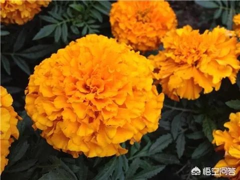 一年生花卉有哪些?