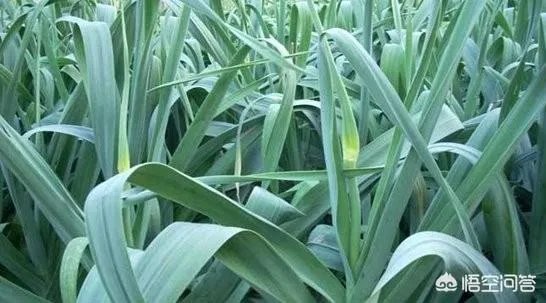 大蒜种植用什么肥料?