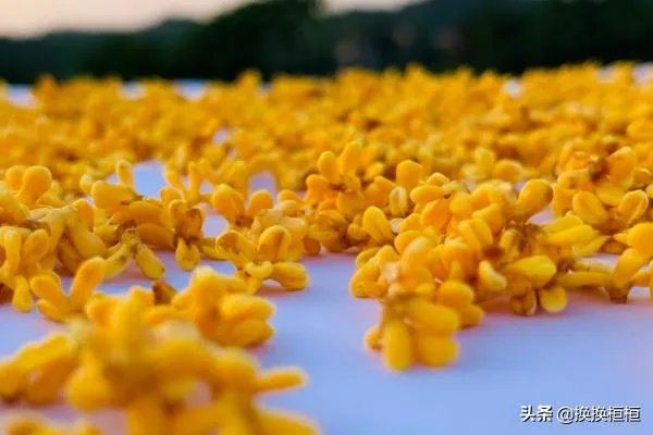 桂花蜜的制作方法?