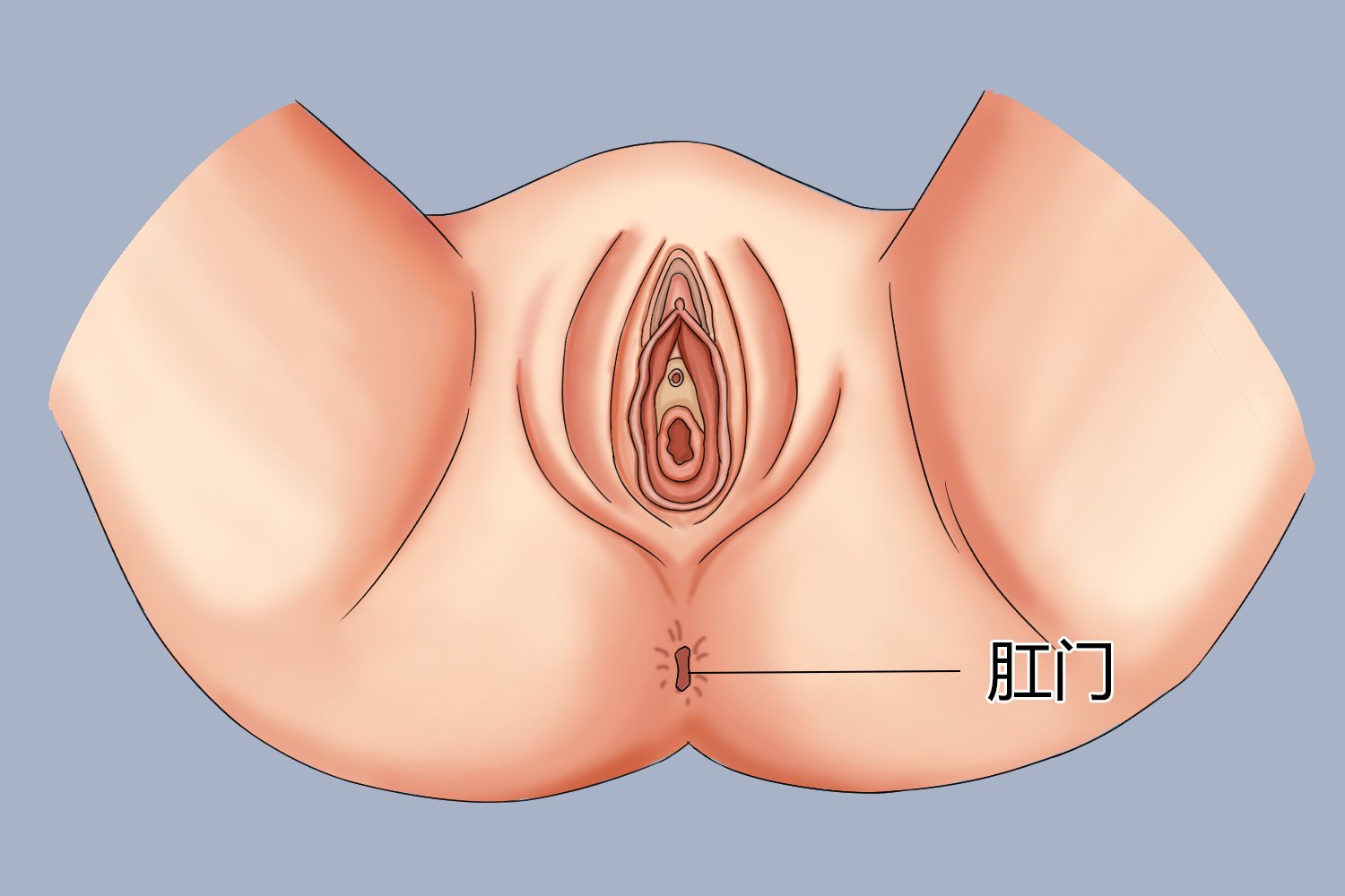 正常屁眼与痔疮图片