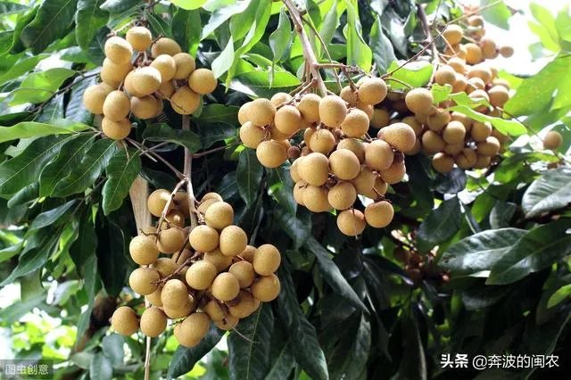 中国最出名的龙眼产地是哪里