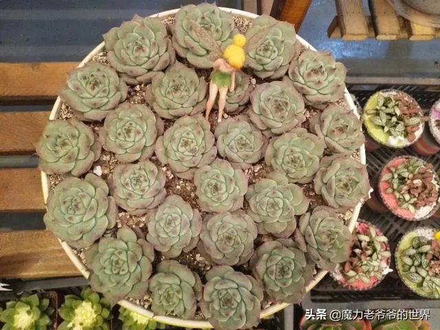 昆明哪家花店值得一去?