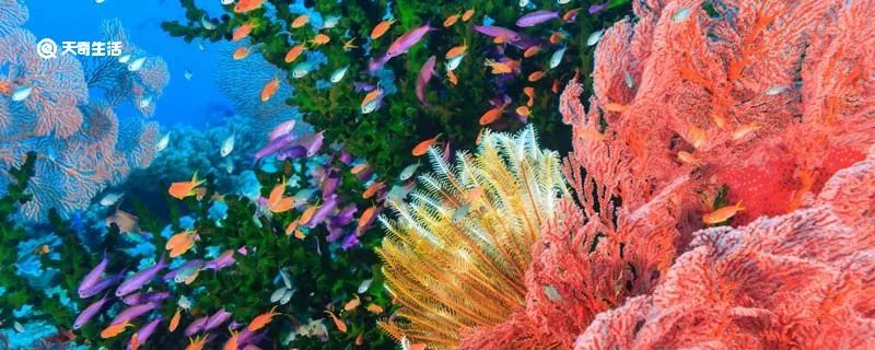 珊瑚是不是生物