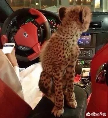 如何看待泰国女子养豹当宠物称是朋友这件事?
