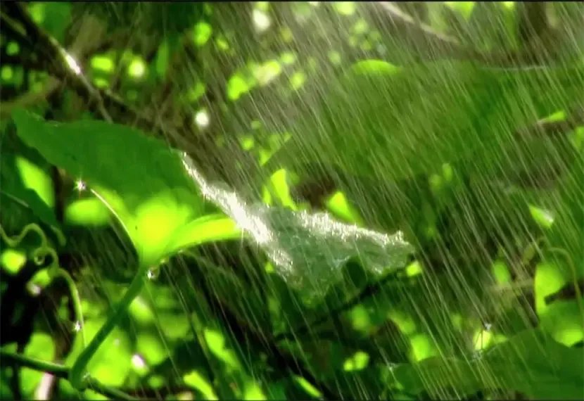什么的春雨