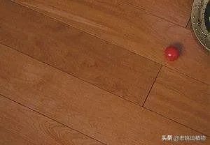桦木有什么用?