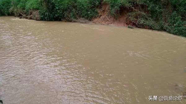 雨后池塘水浑浊怎么处理?