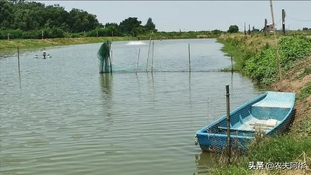 雨后池塘水浑浊怎么处理?