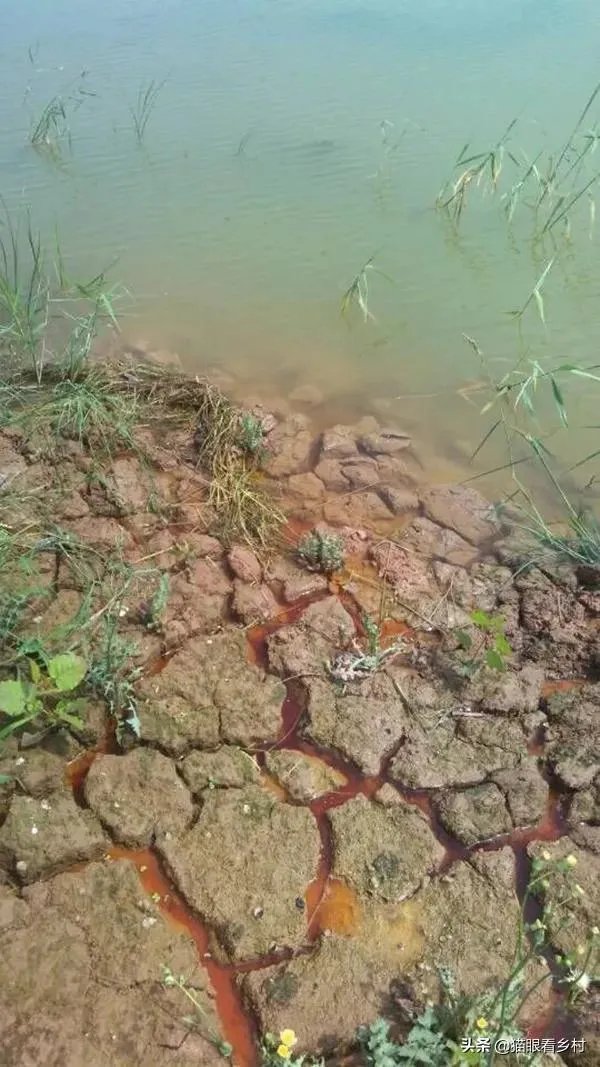 雨后池塘水浑浊怎么处理?