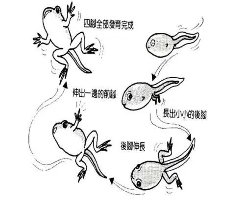 青蛙发育过程示意图？