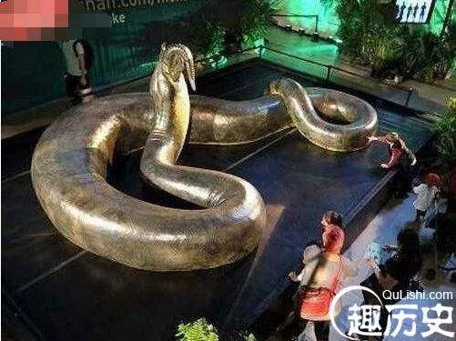 盘点蛇类的世界之最，最大的蛇亚马逊巨蟒即将灭绝