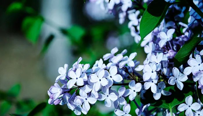 丁香花是什么颜色的 丁香花的颜色