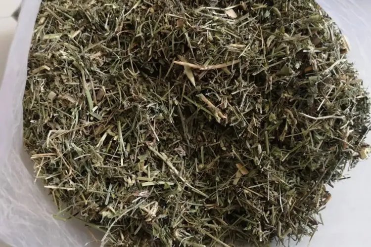 三角草图片